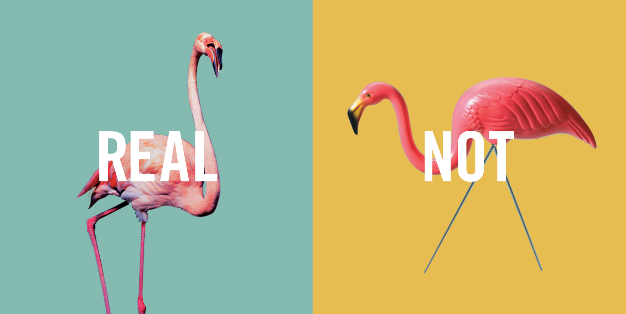 Flamingos.png