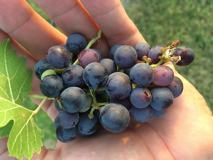 Purple Grapes.jpg