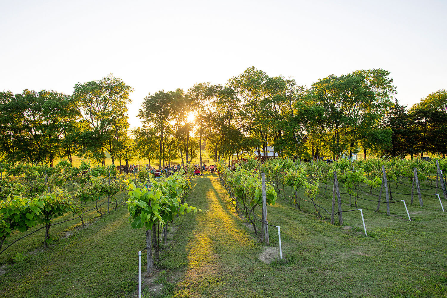 1 - website images 1500 x 1000_0000_vines and sun.jpg