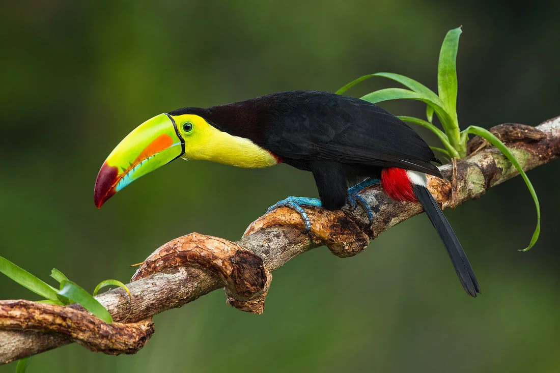 toucan_orig.jpg
