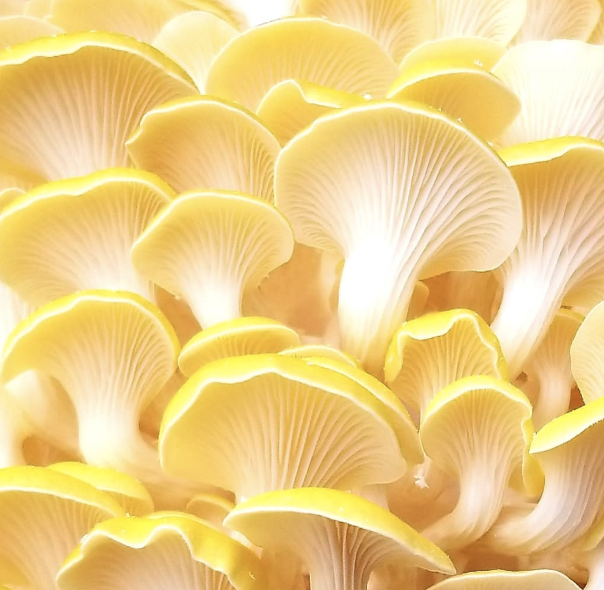Spring Means Mushrooms Around Here