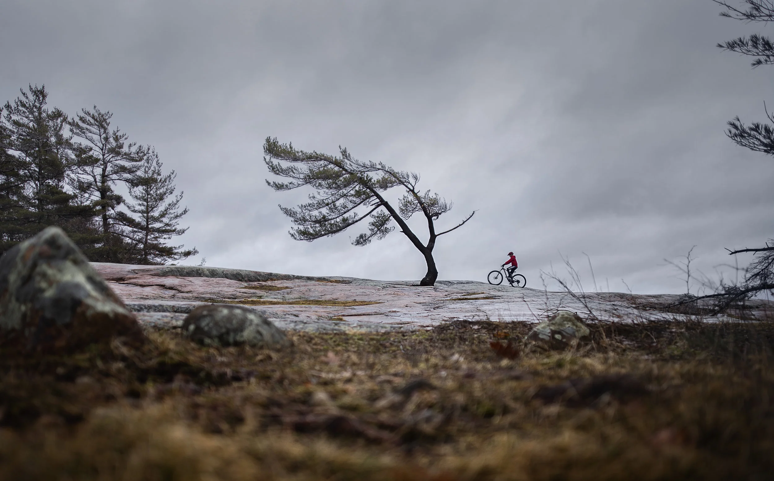 Killbear Tree.jpg
