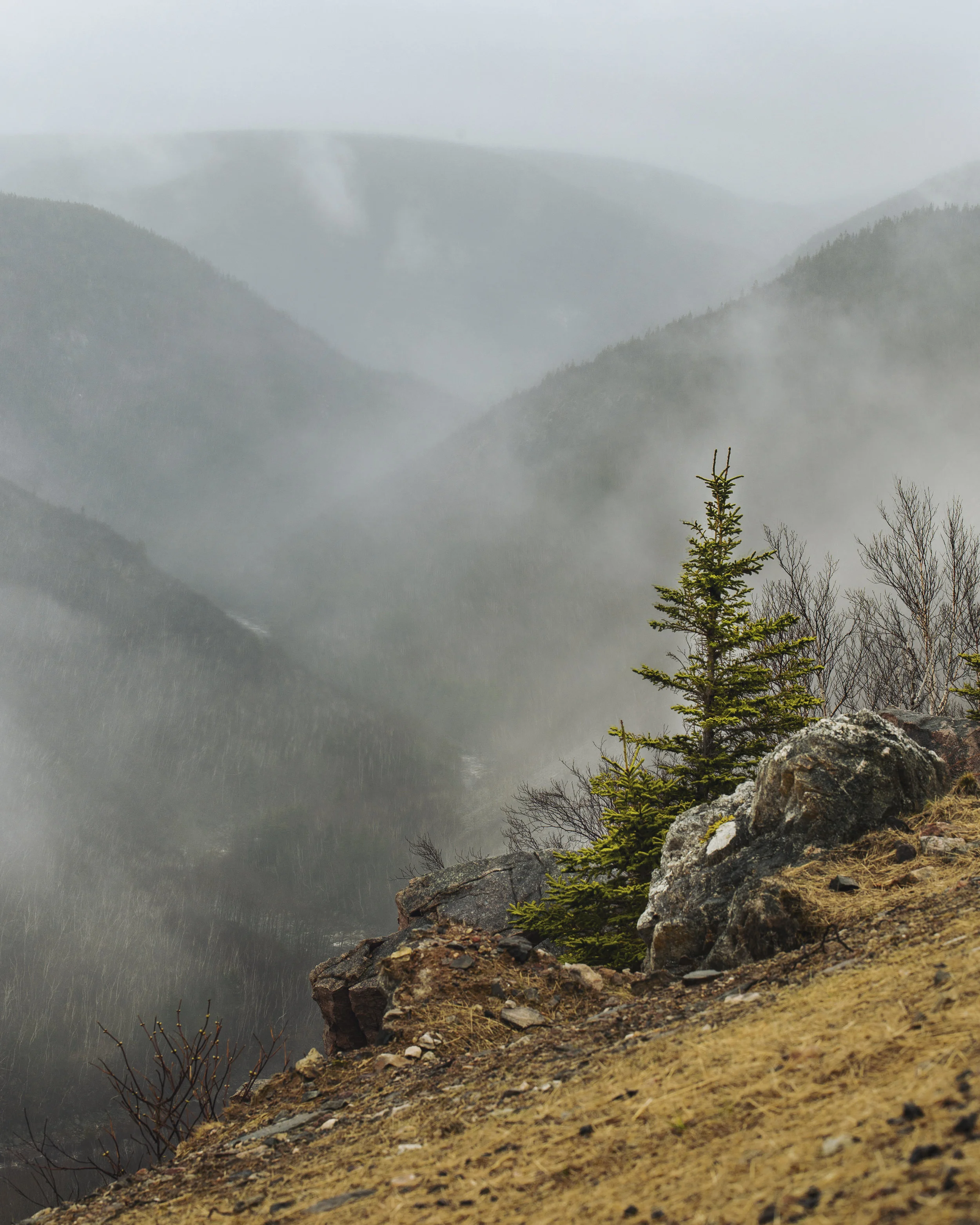 Fog Tree.jpg