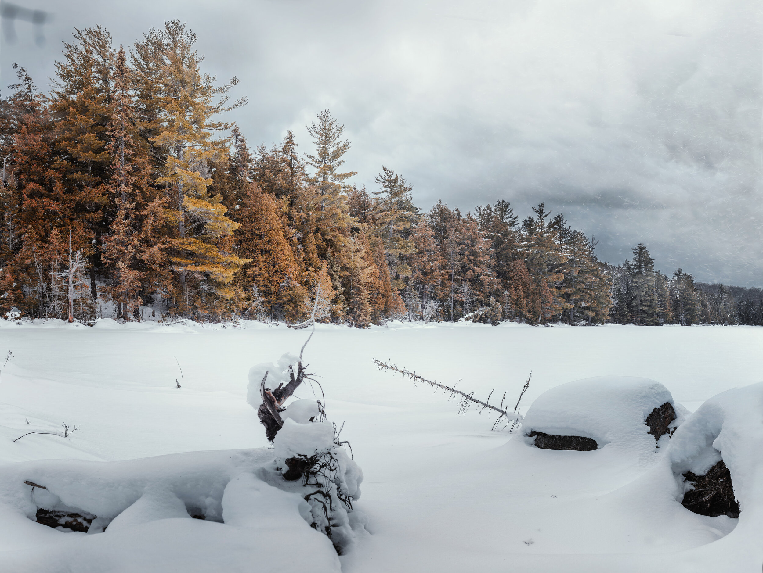 Algonquin Tree Line 2.jpeg