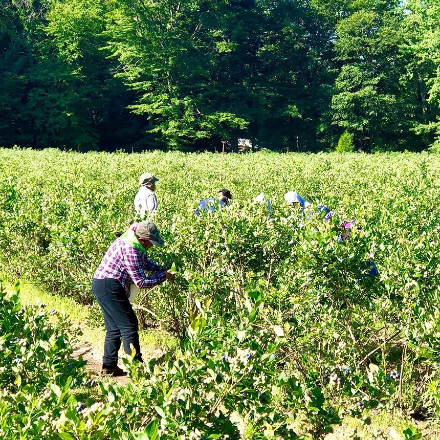 Transitional Farming