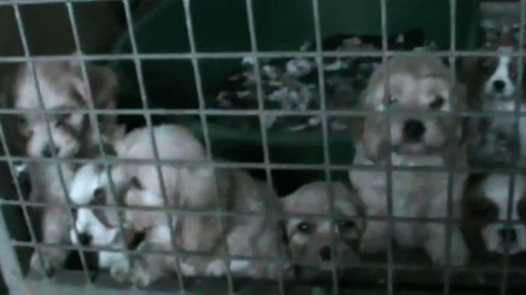 DEFRA - Petfished-high.gif