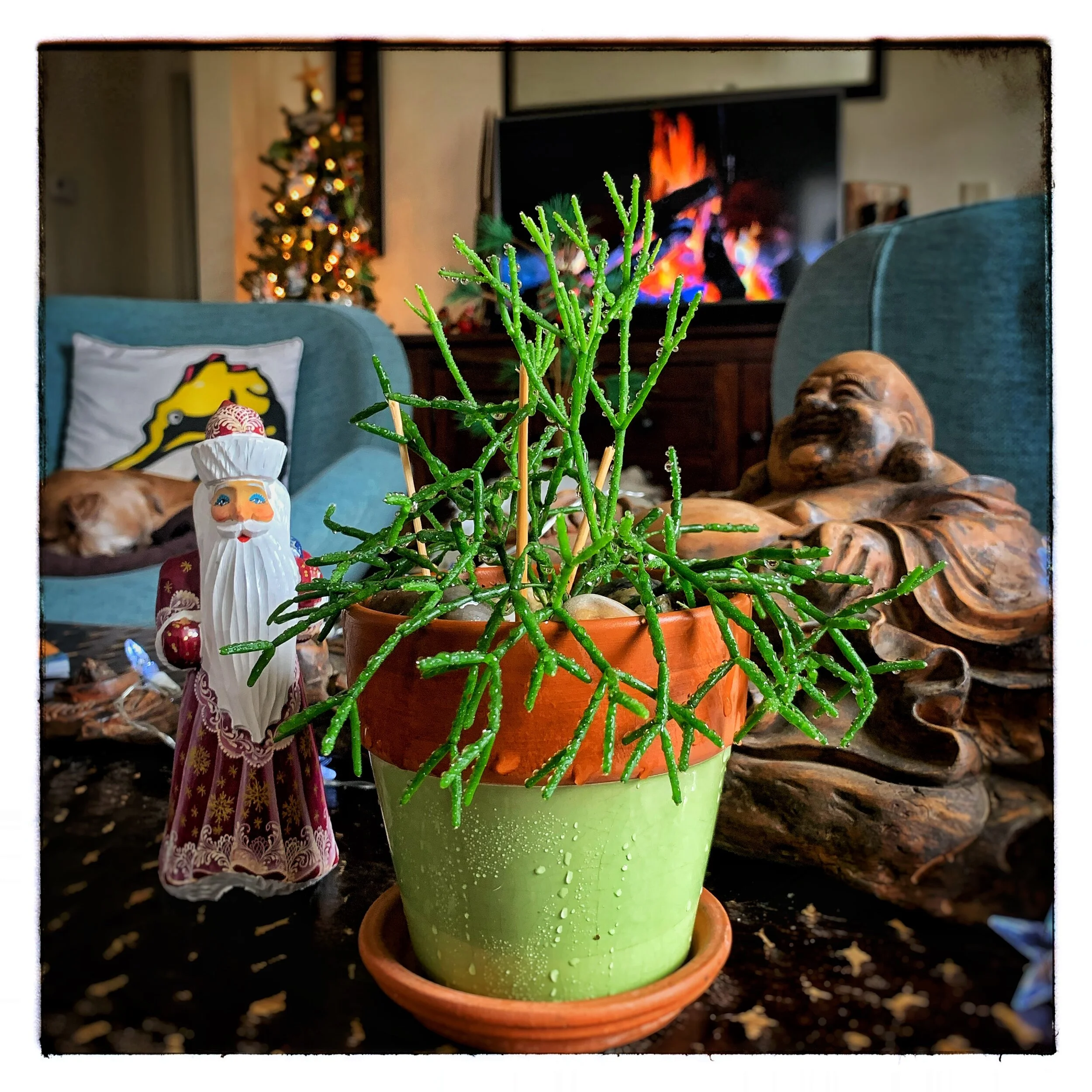 Do You See What I See?