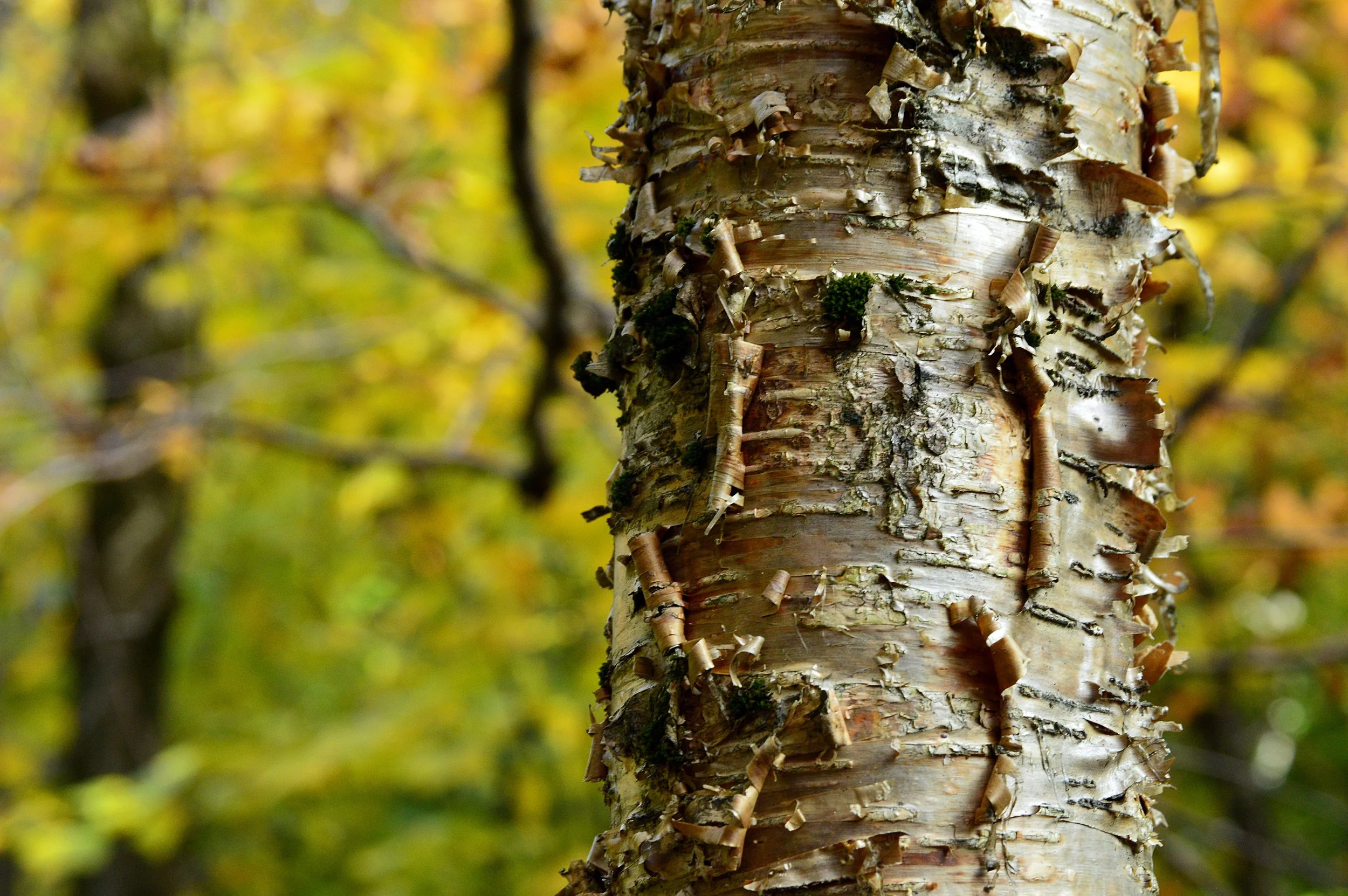 Golden Tree