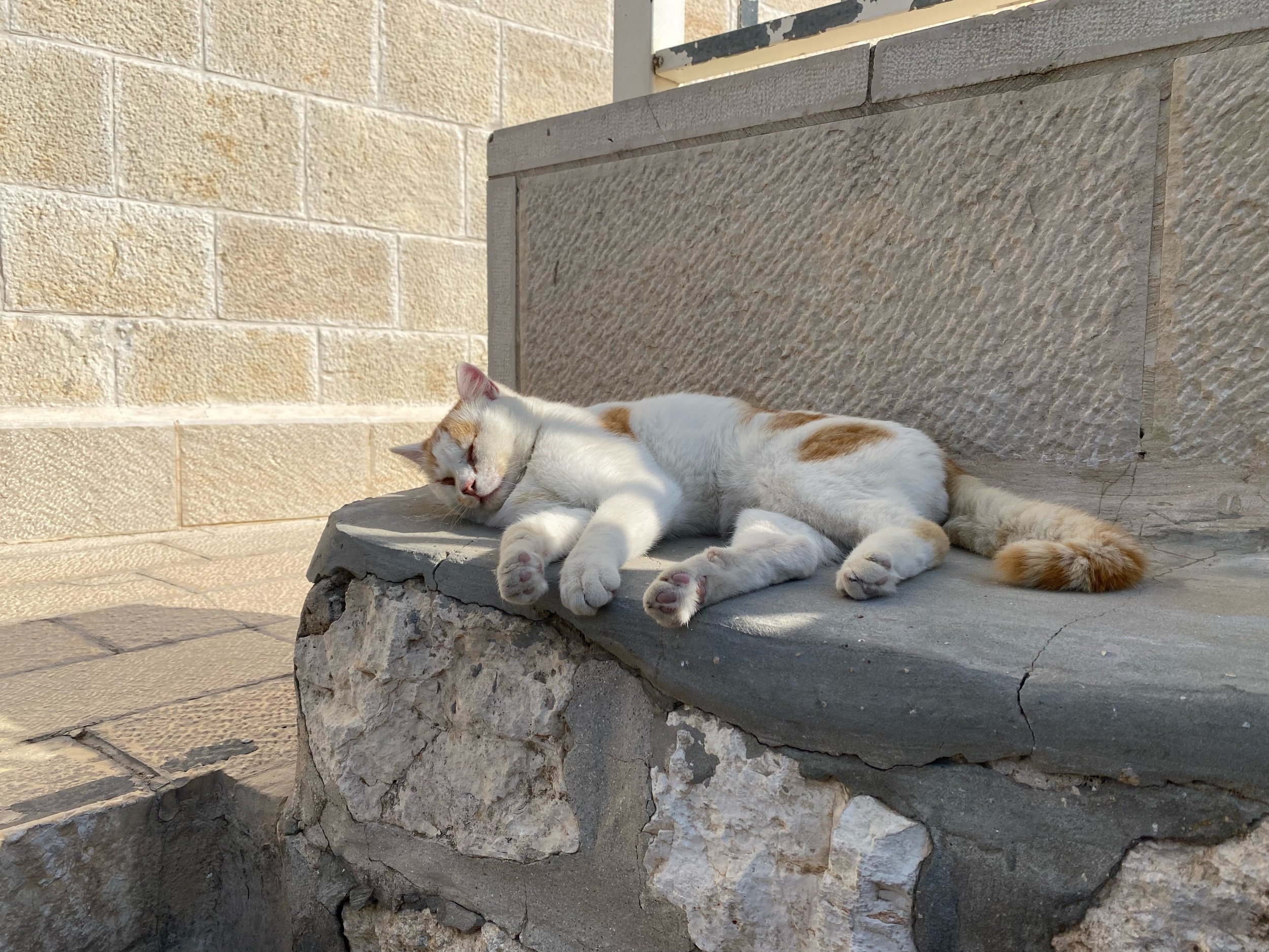 The Cat on Tabor