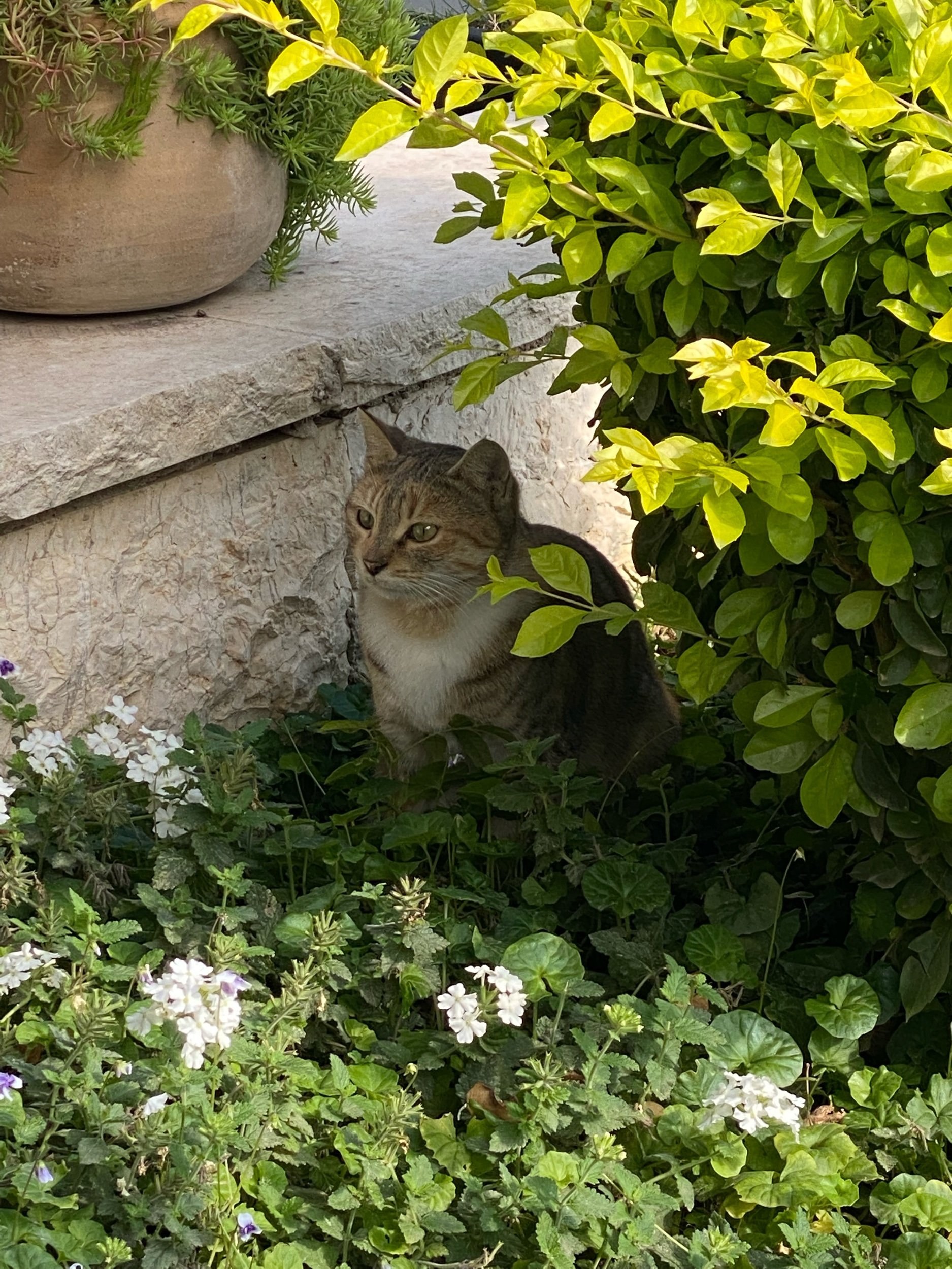 Cat at lunch (she liked the chicken we gave her)