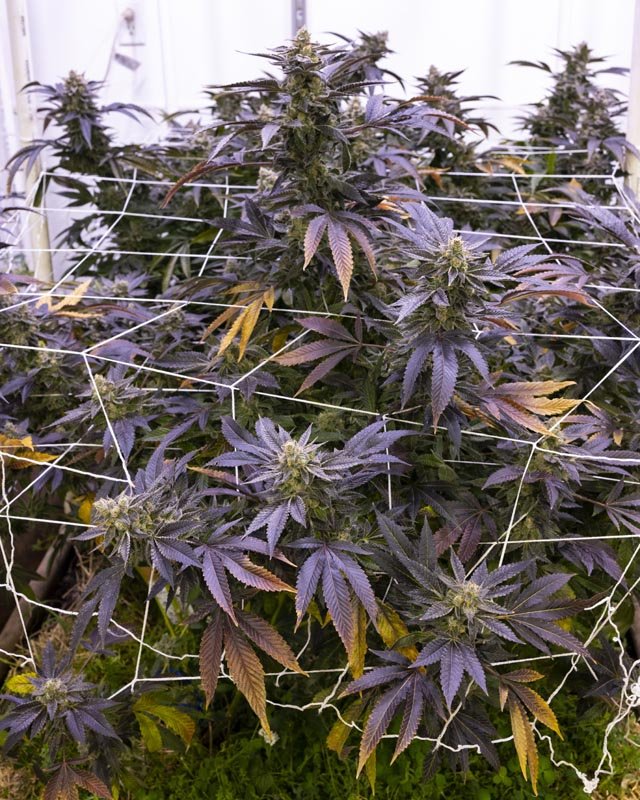 marijuana grow operation.jpg
