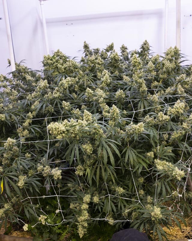 cannabis grow operation.jpg