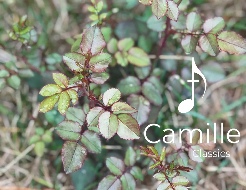 Ave Maria, Bach-Gounod: Accompaniment