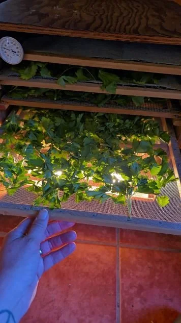 puttingherbsintothedehydrator.jpg