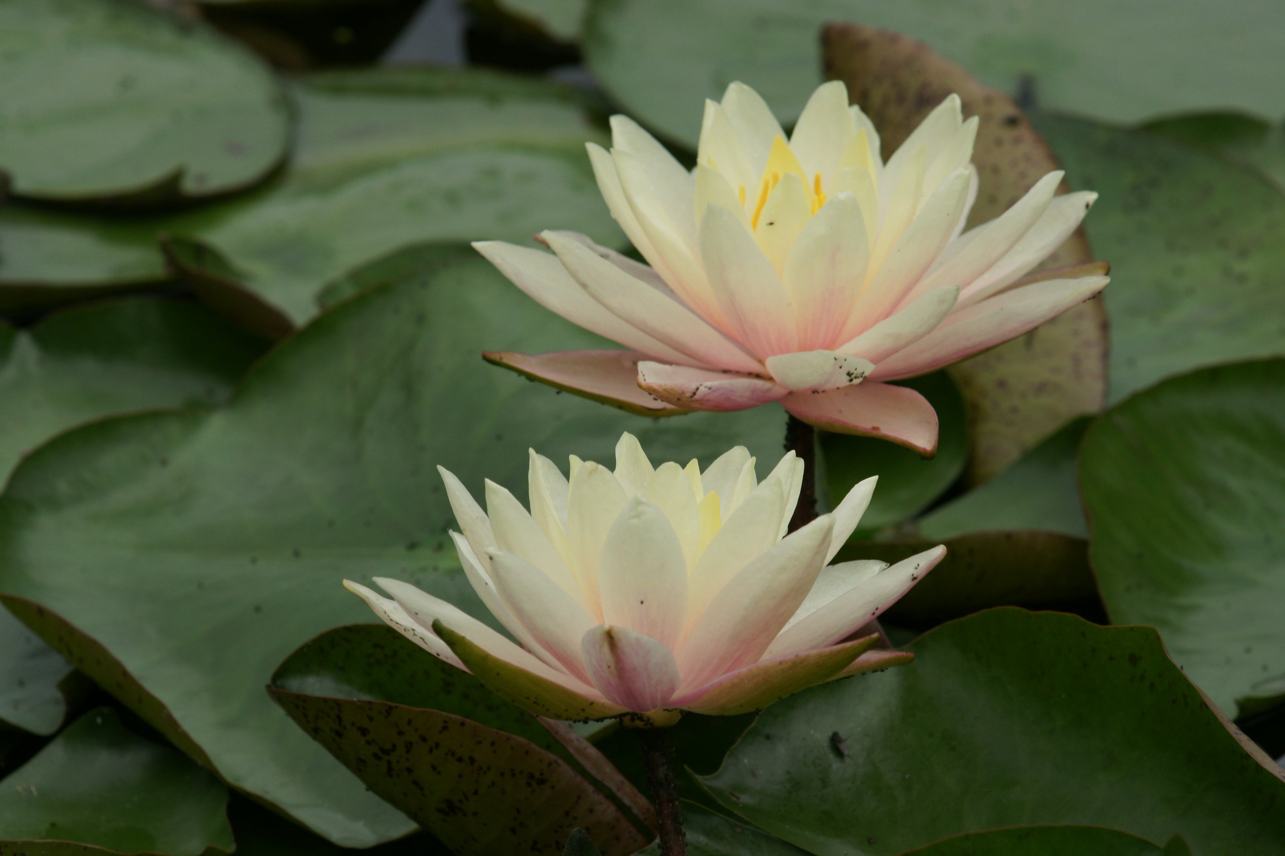  Captured in 2008. Lilies at Karyia Park in Mississauga, ON (my first time using a DSLR and the day everything changed!) 