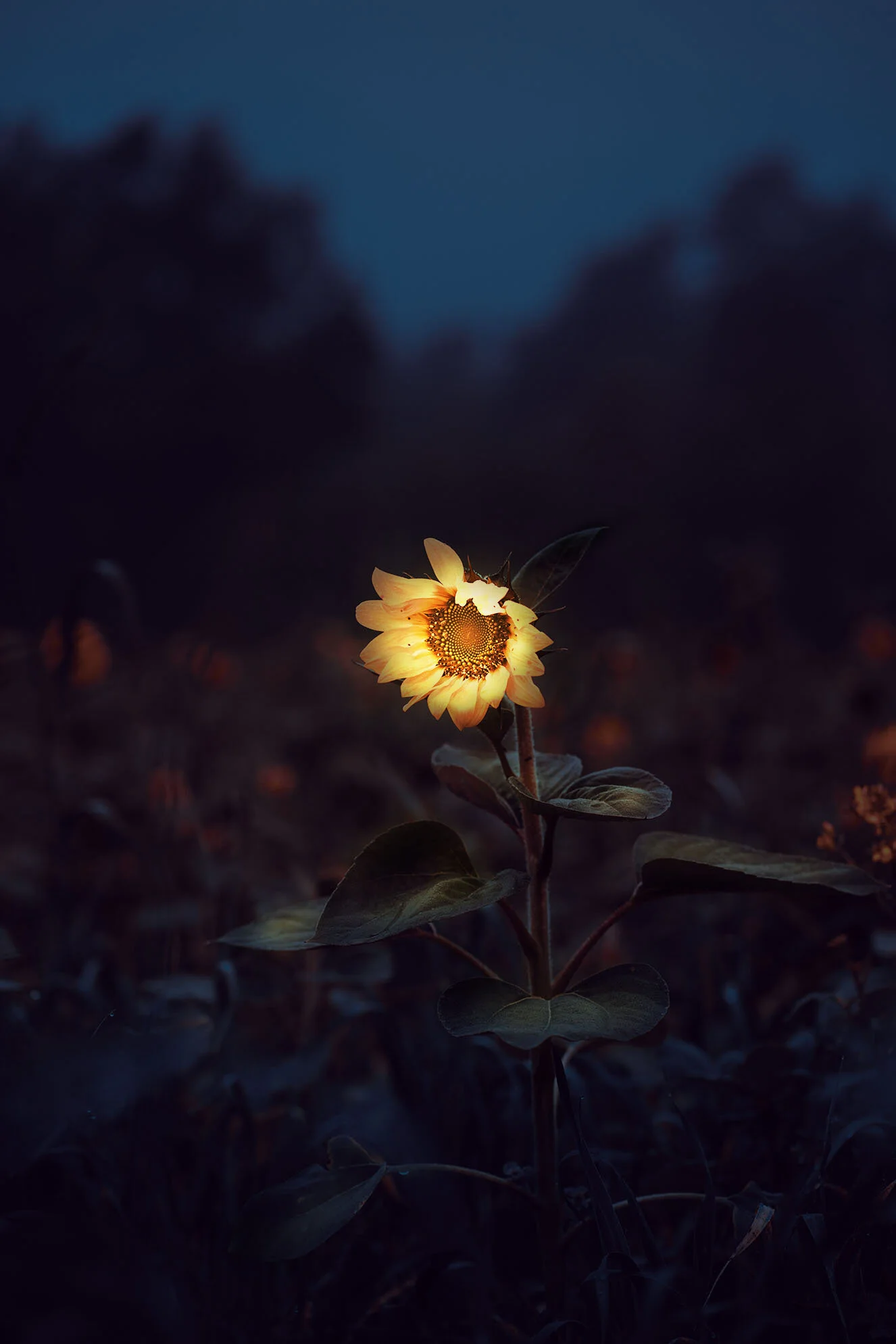 Sunflower at Night