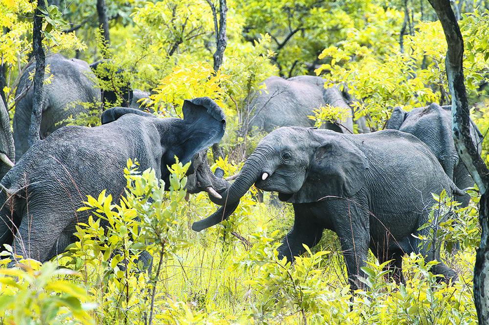 Elephants_1.jpg