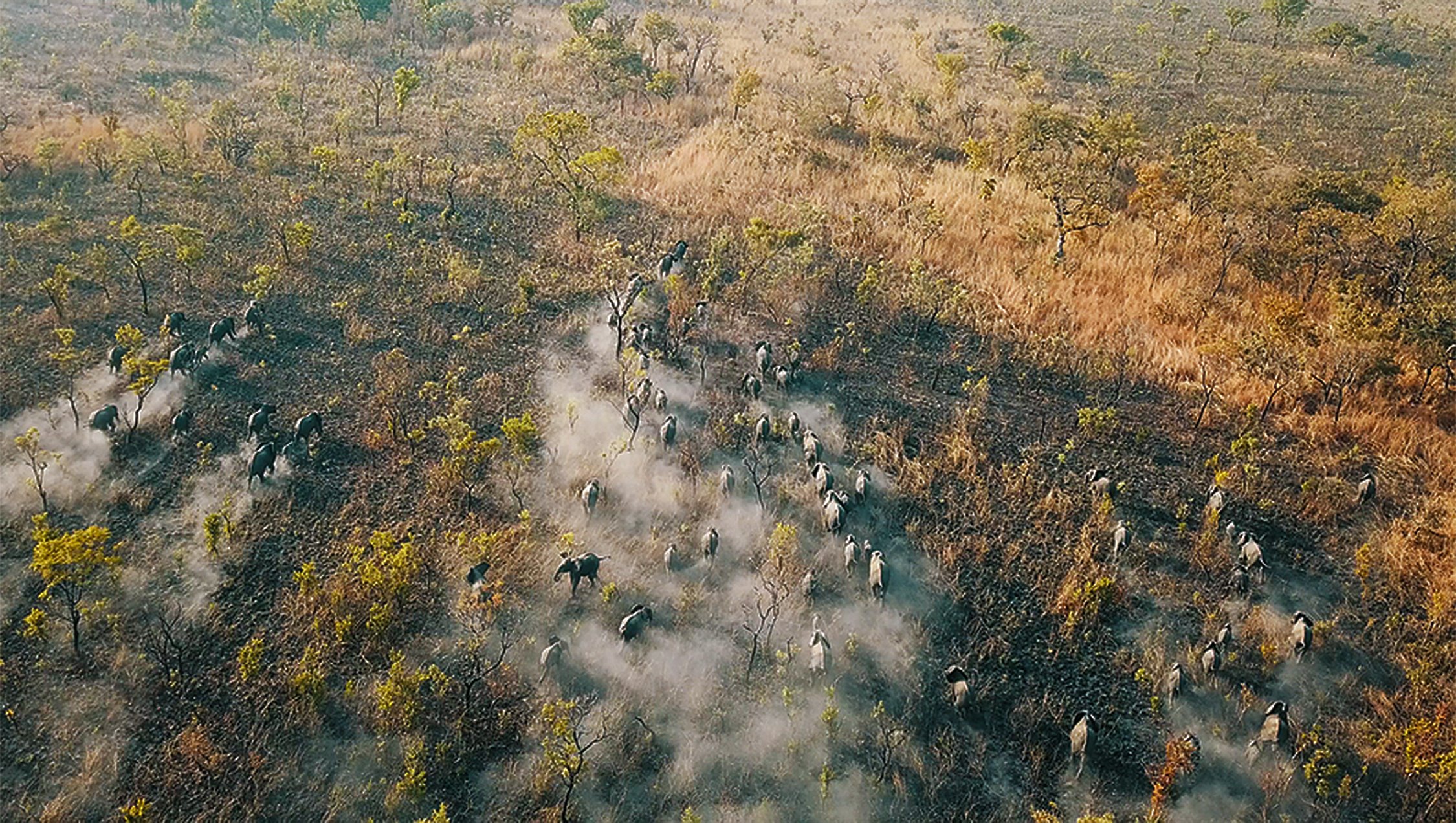 Background elephants image.jpg