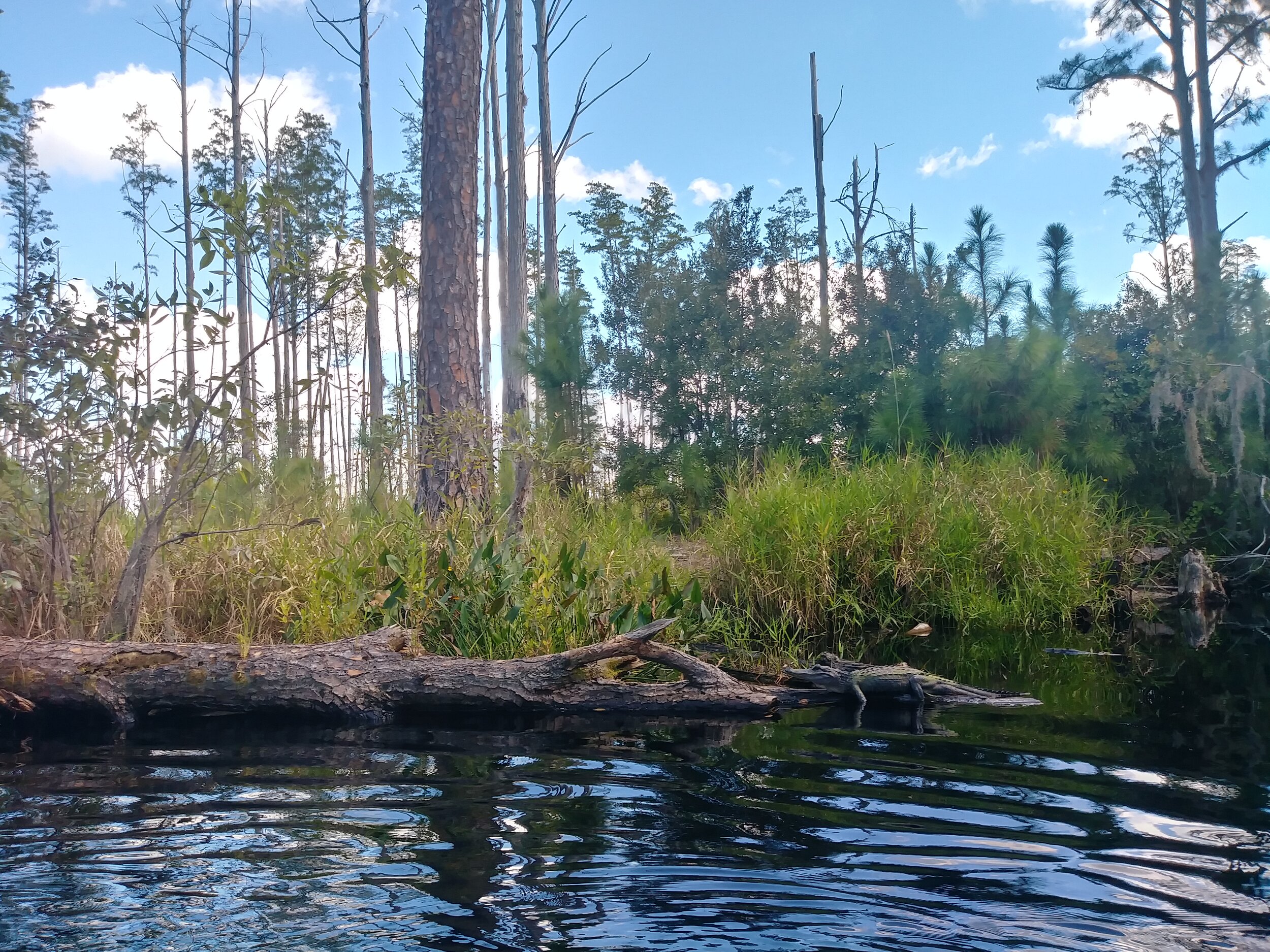 A PARTNERSHIP TRIP ON THE OKEFENOKEE SWAMP & SUWANNEE RIVER