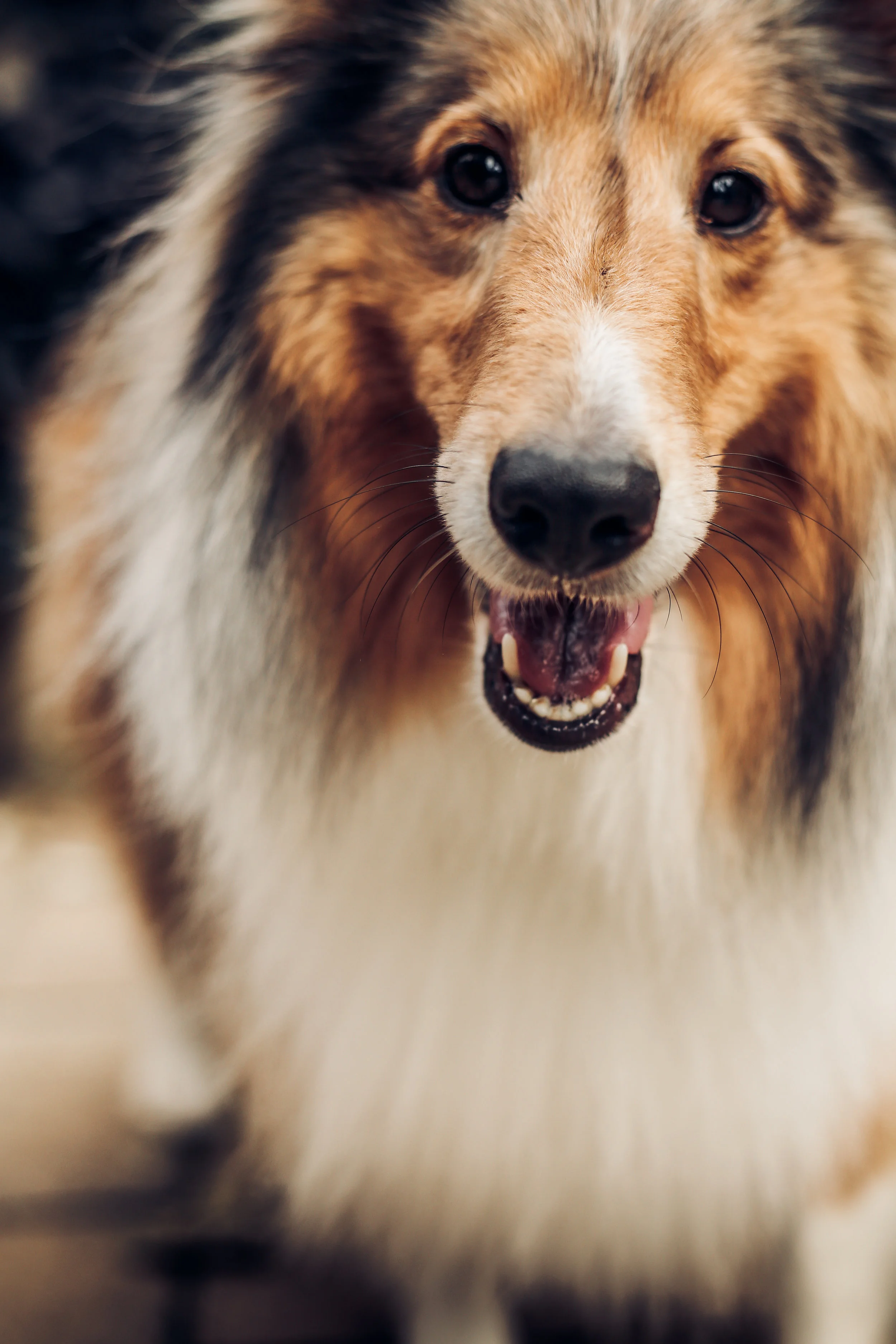 Our Favorite Homemade Dog Treat Recipes