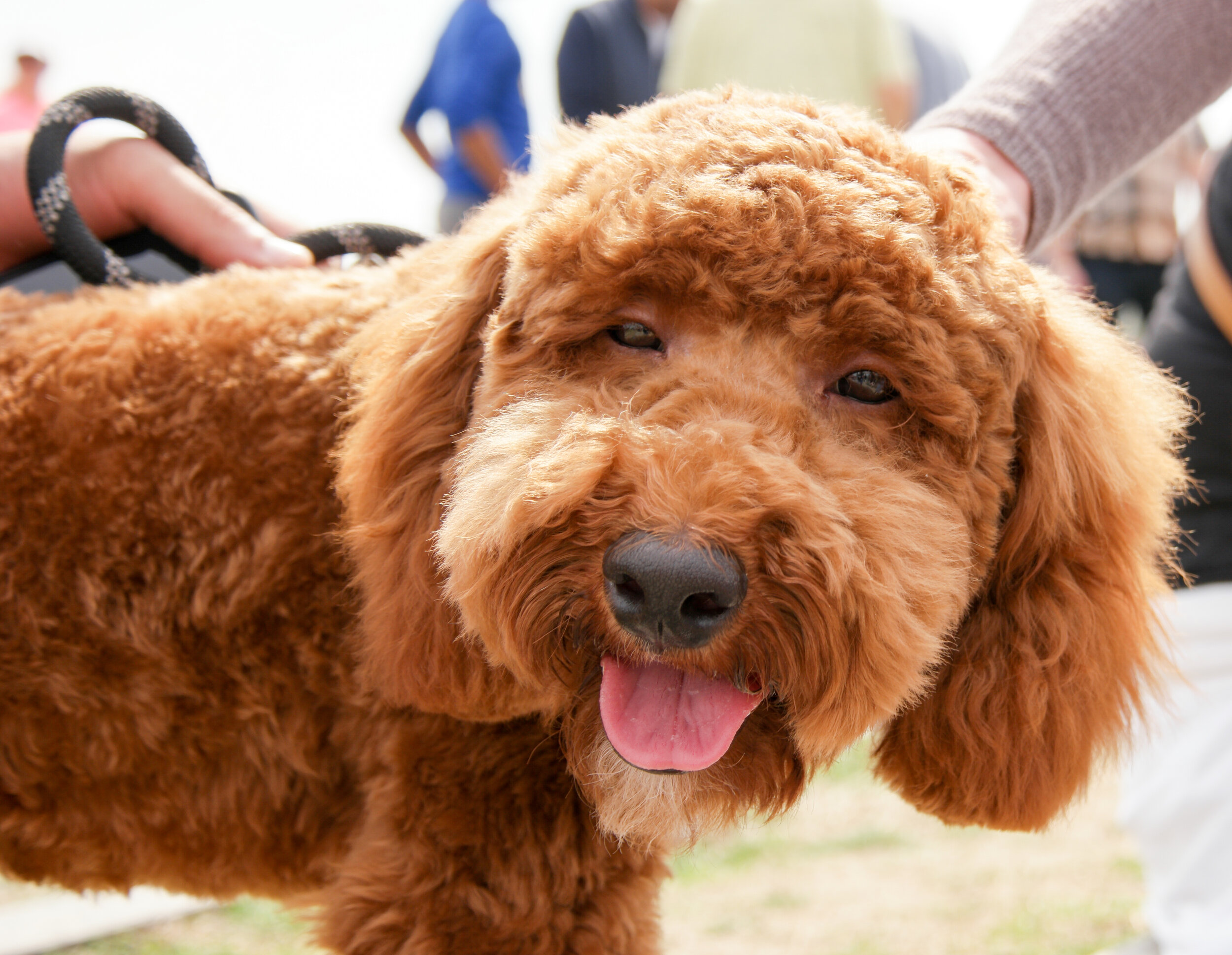 Our Favorite Homemade Dog Treat Recipes The Retreat At Creekside