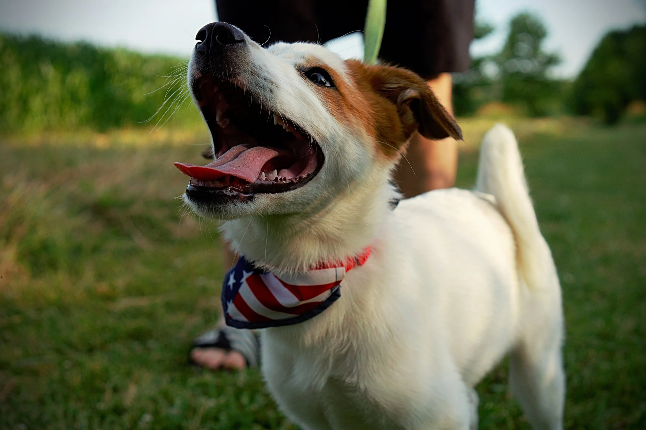 Our Favorite Dog Parks in the Norton Area