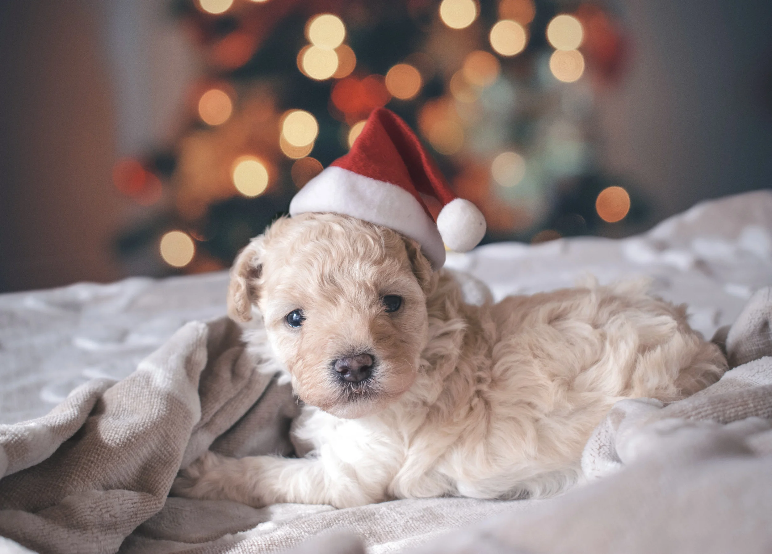 Kids Expecting a Puppy or Kitten Under the Tree? Here's What You Need to Know.