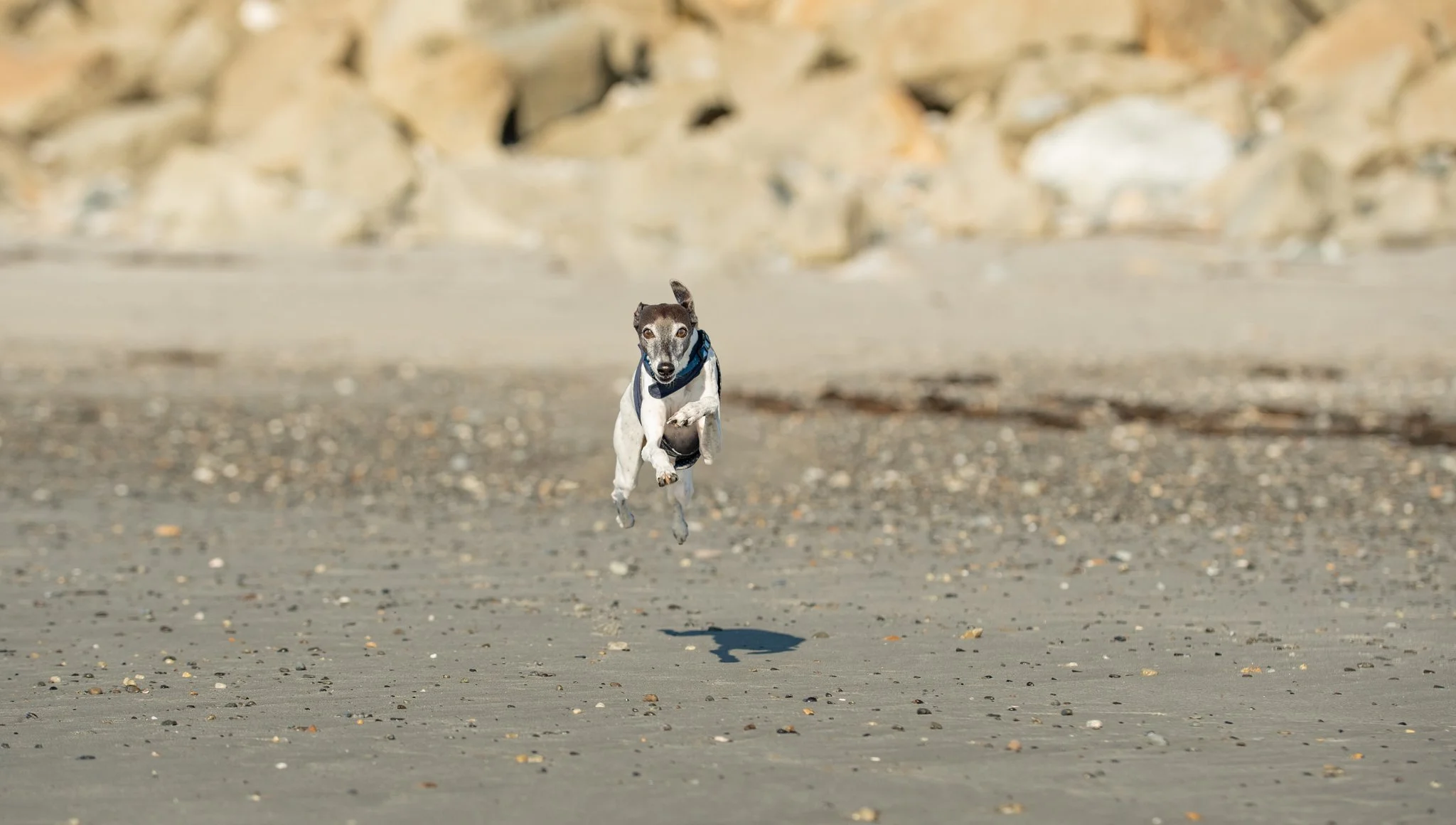 Italian Greyhound on Beach