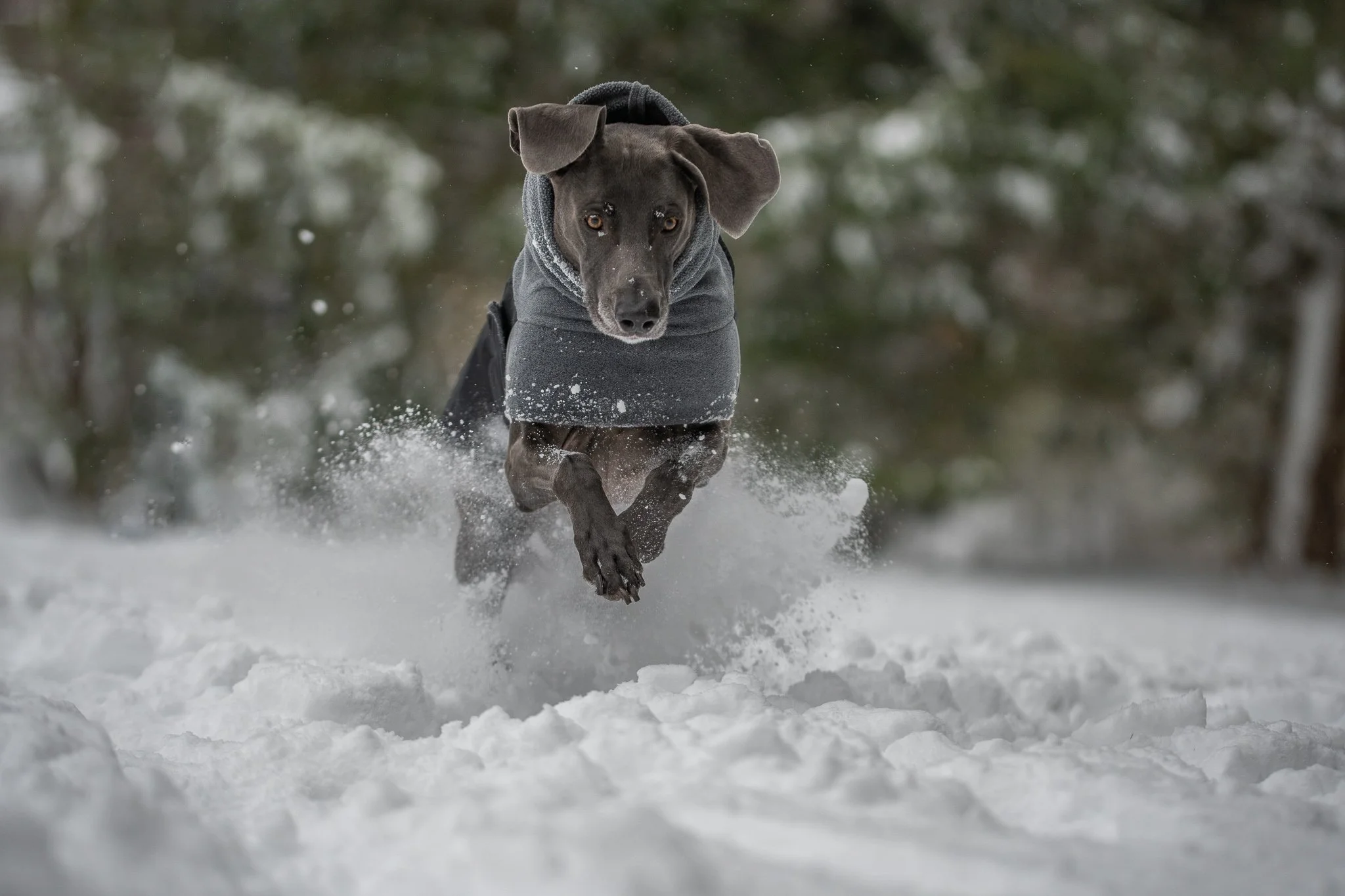 DSC_2751-Edit.jpg