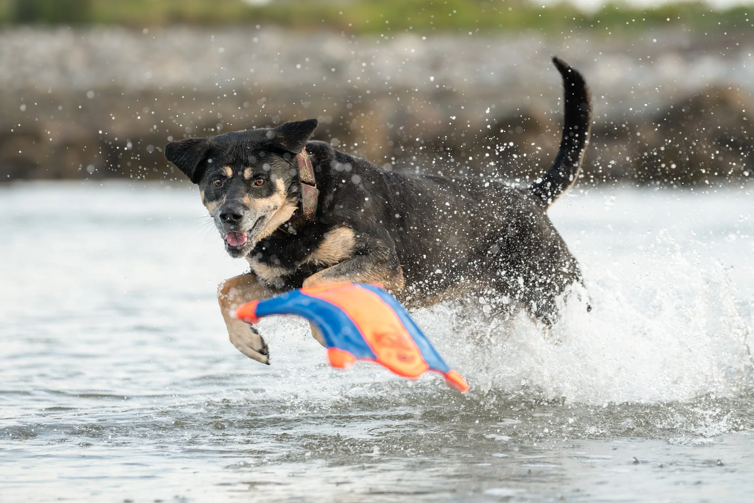 Pepper & Tilly-01.jpg