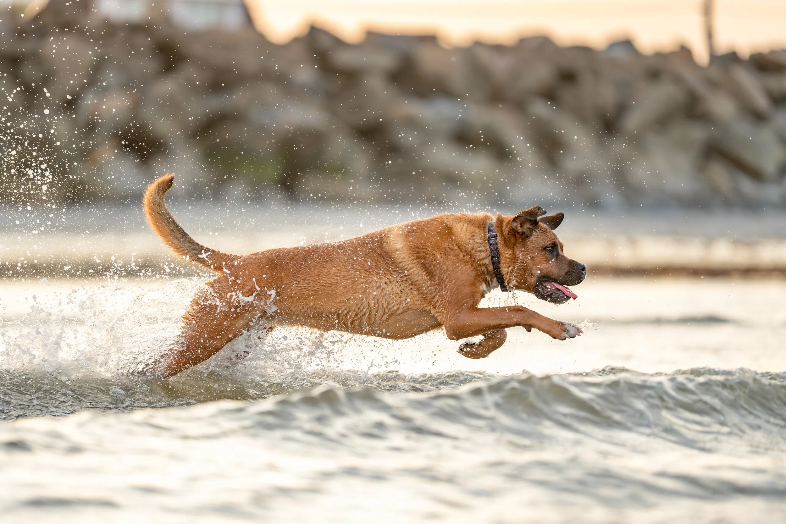 Pepper & Tilly-10.jpg