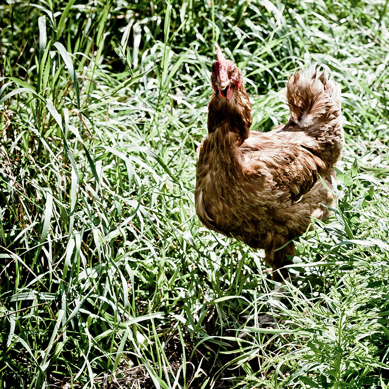 Chicken2.jpg
