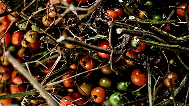 local farm tomatoes.jpg