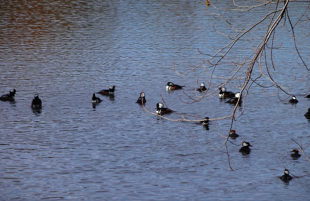 Screen Shot 2019-09-04 at 2.32.37 PM.png