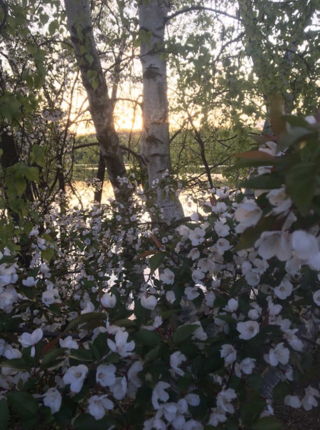 Trill, a poem by Neal Klinman