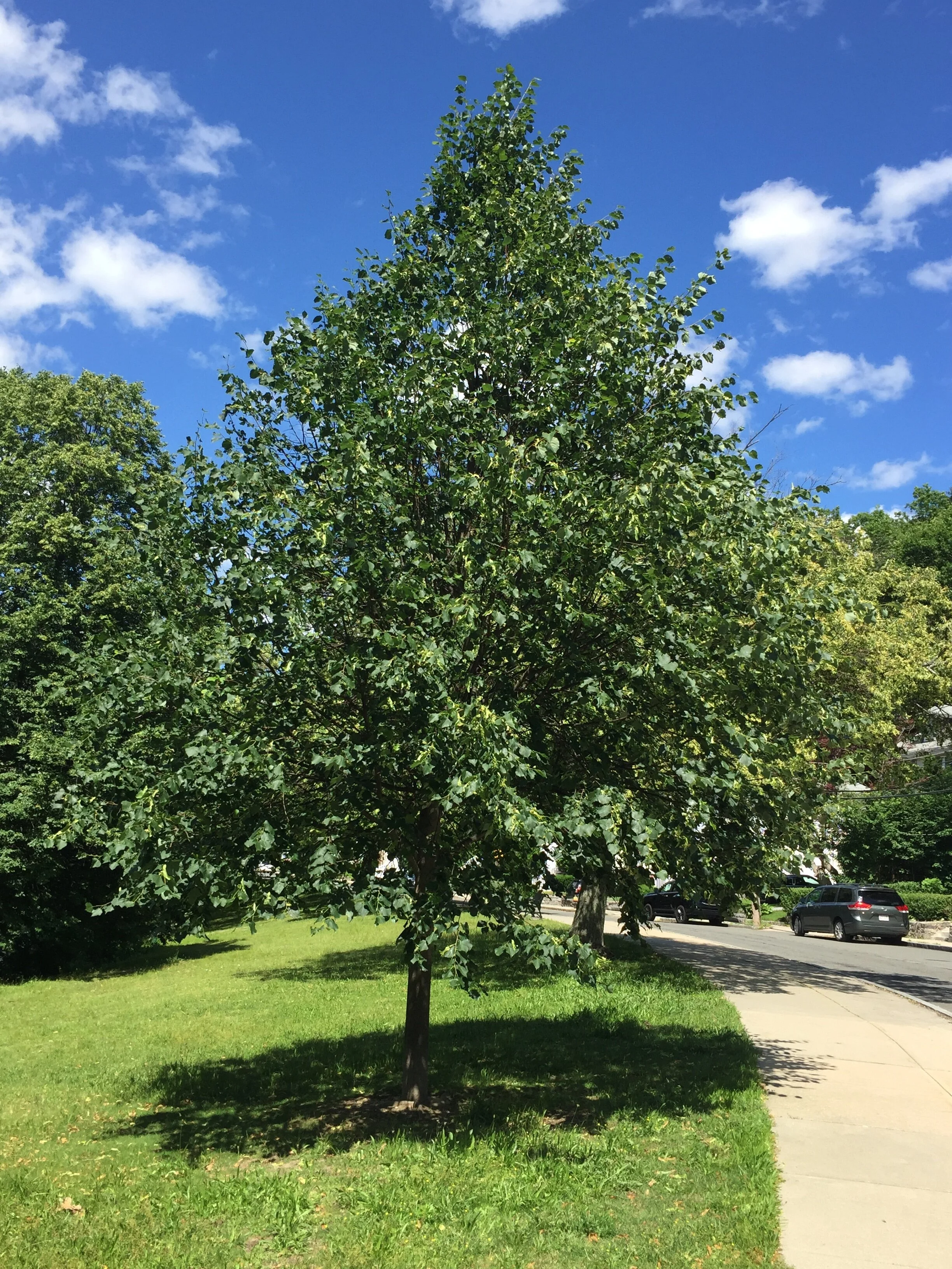 Let’s talk Climate Change Which trees absorb the most carbon dioxide