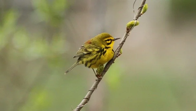 Friends of Chandler Pond sponsored Bird Walk!