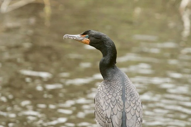 Friends of Chandler Pond sponsored Bird Walk!