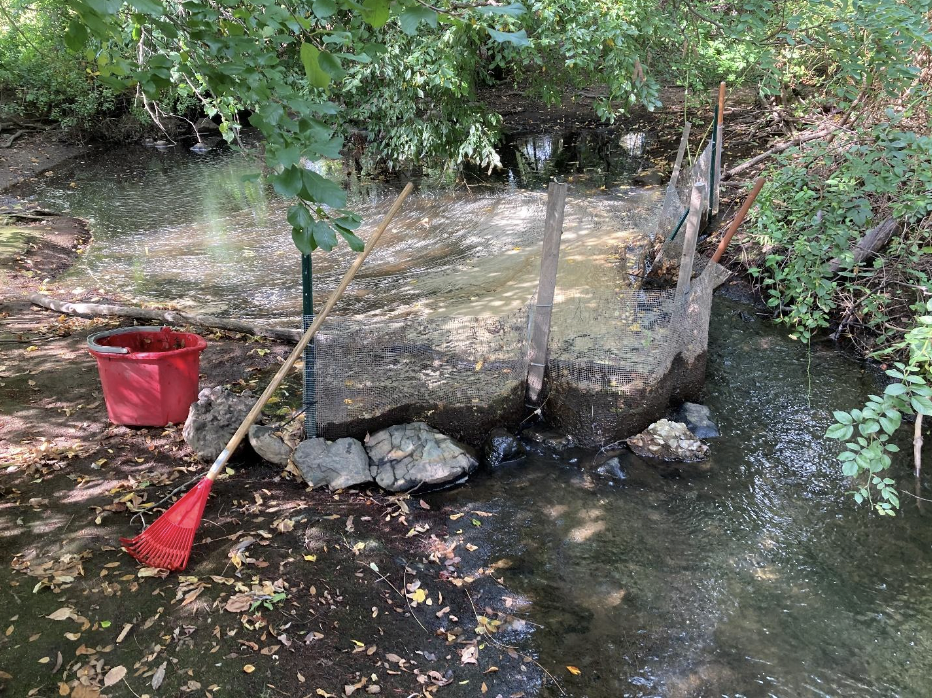 “European naiad”: Chandler Pond’s Most Recent Invasive Aquatic Plant