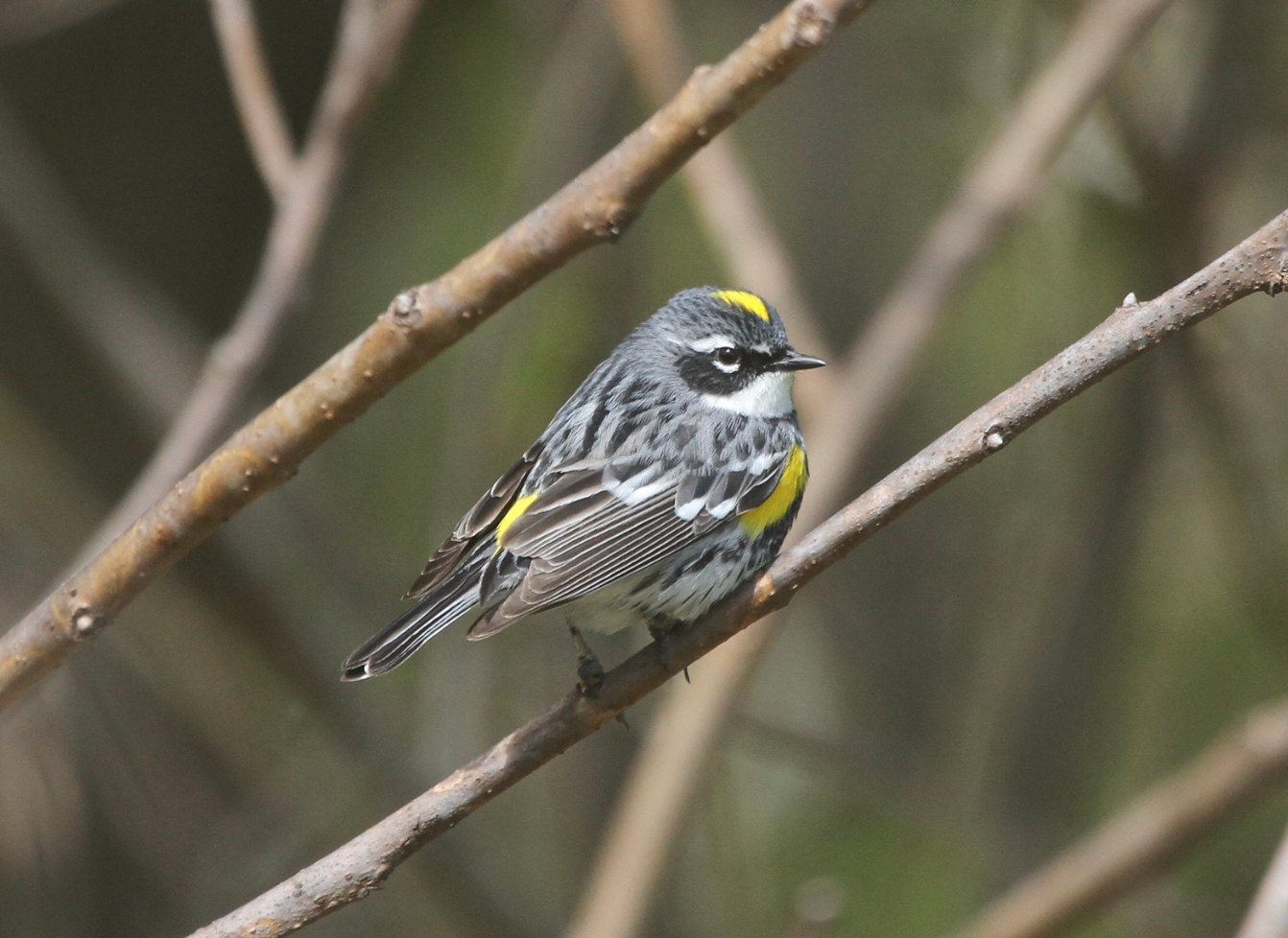 August Bird Walk