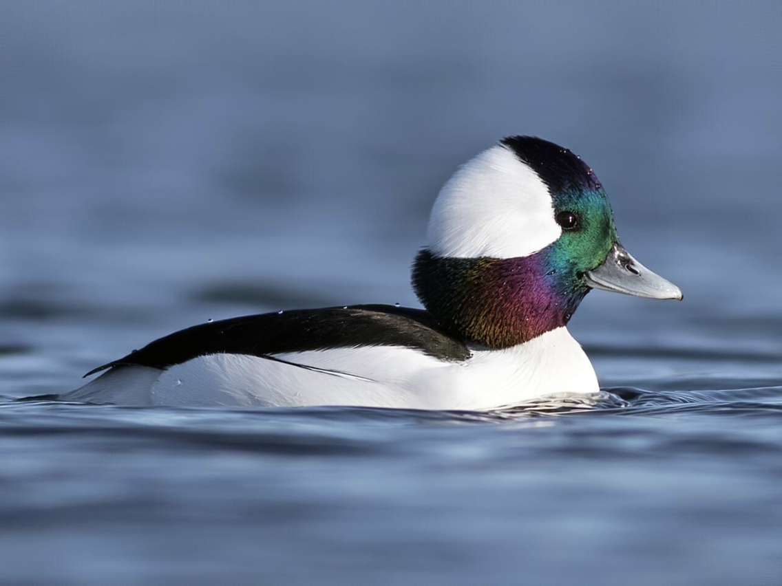 Bufflehead Ducks on Chandler Pond