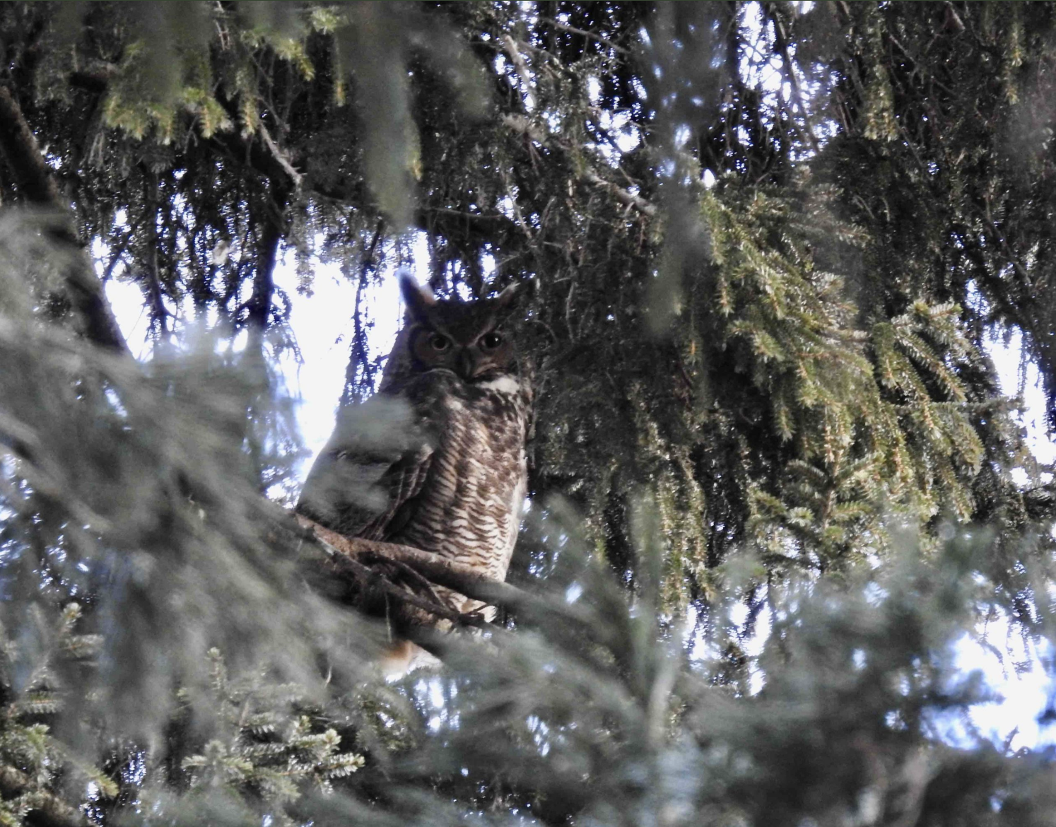 The Great Horned Owl of Chandler Pond: A Nocturnal Sentinel