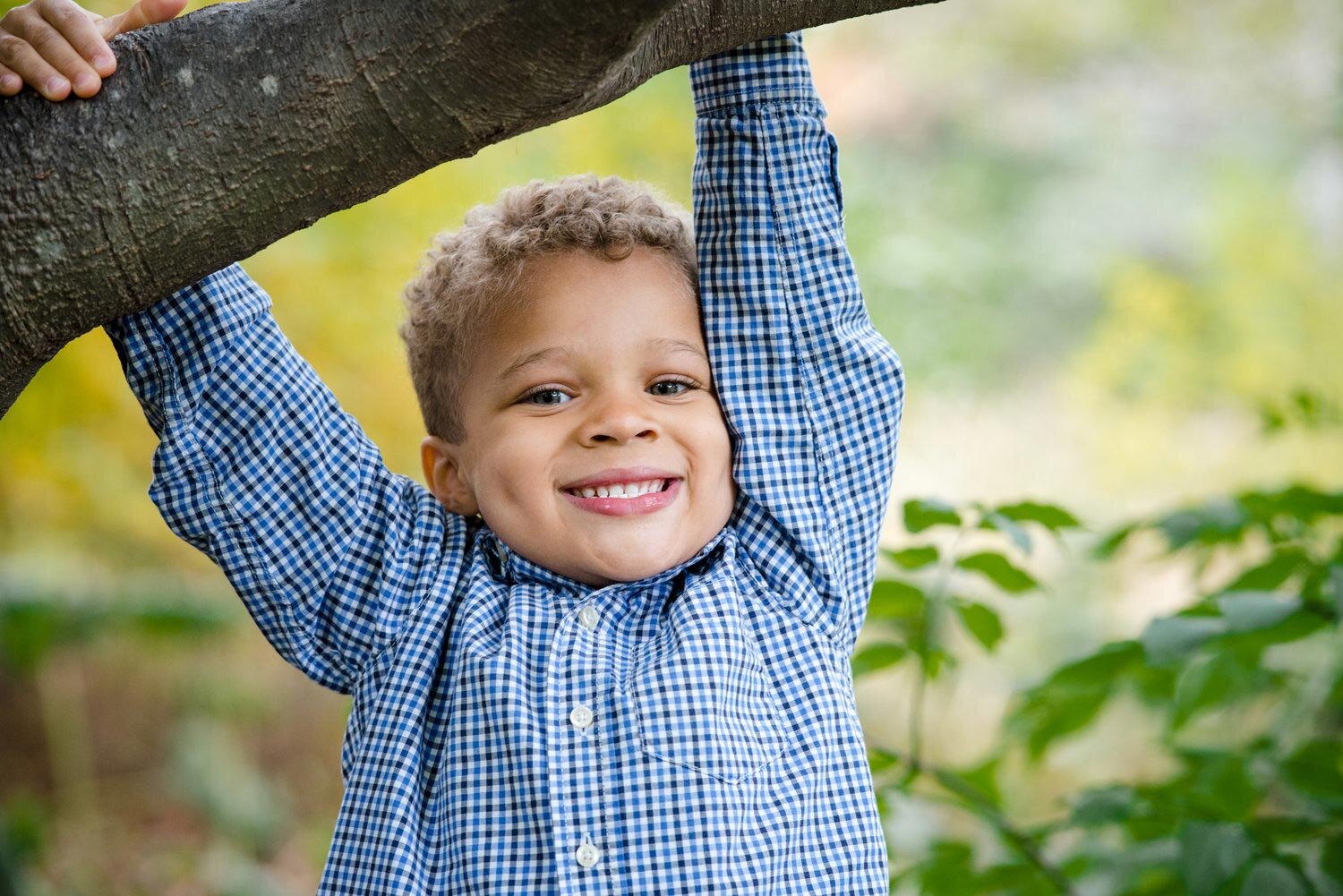 Toddler in blue button up shirt hangs from tree in Boston park during family session Michelle Schapiro Photography