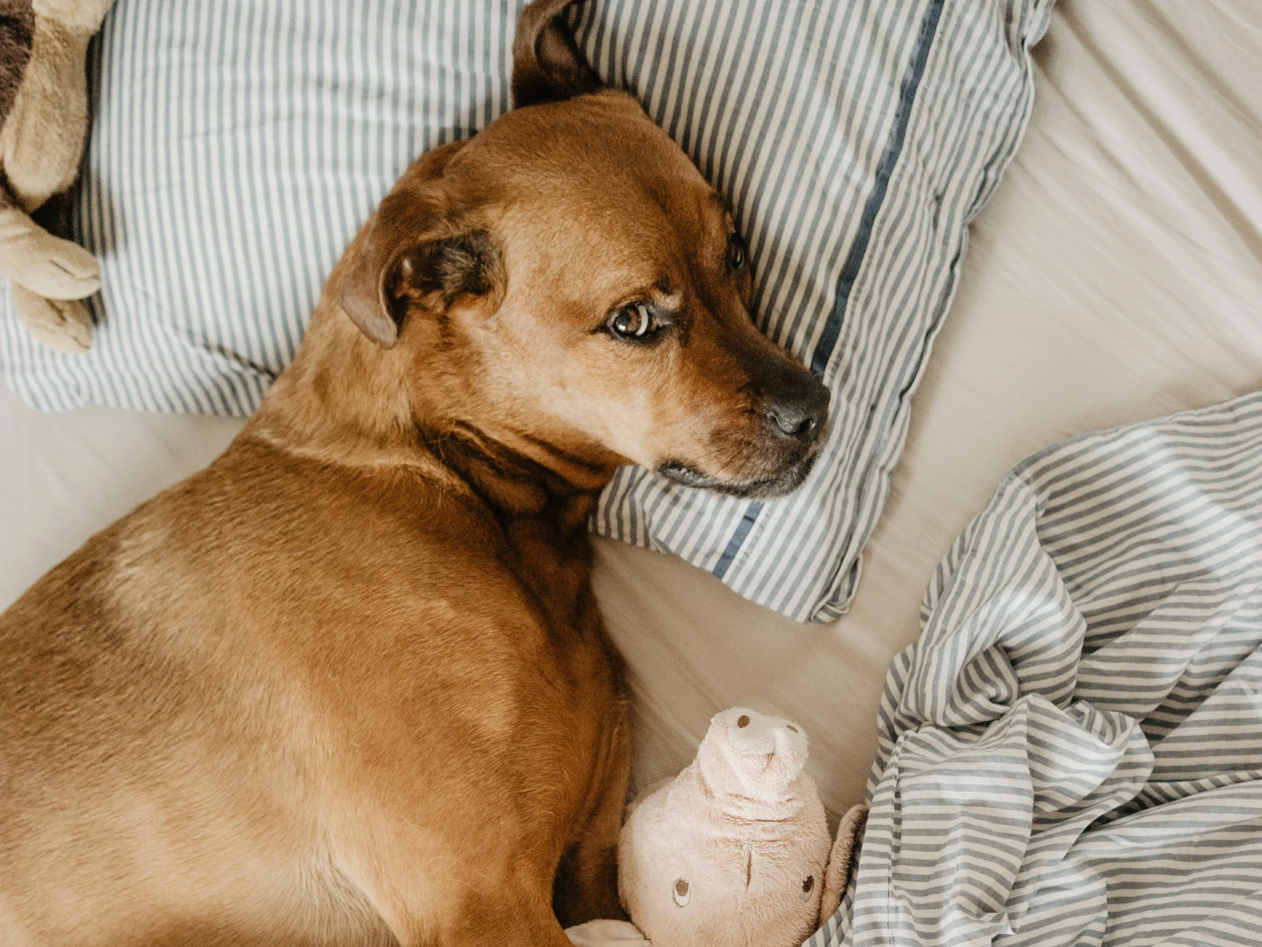 Dog Boarding Seattle, Redmond, Bellevue, Issaquah, WA — Jax Dog Drop