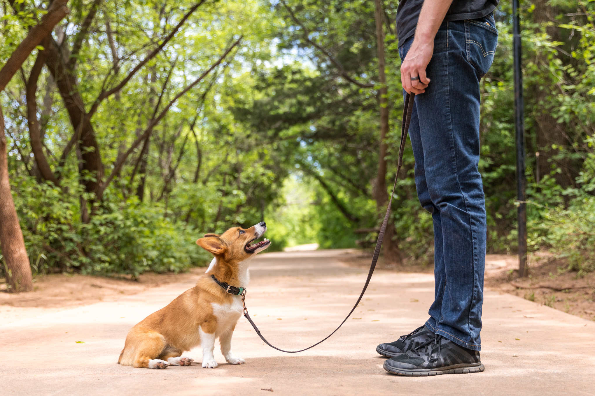 Lucy Park Wichita Falls dog friendly.jpg