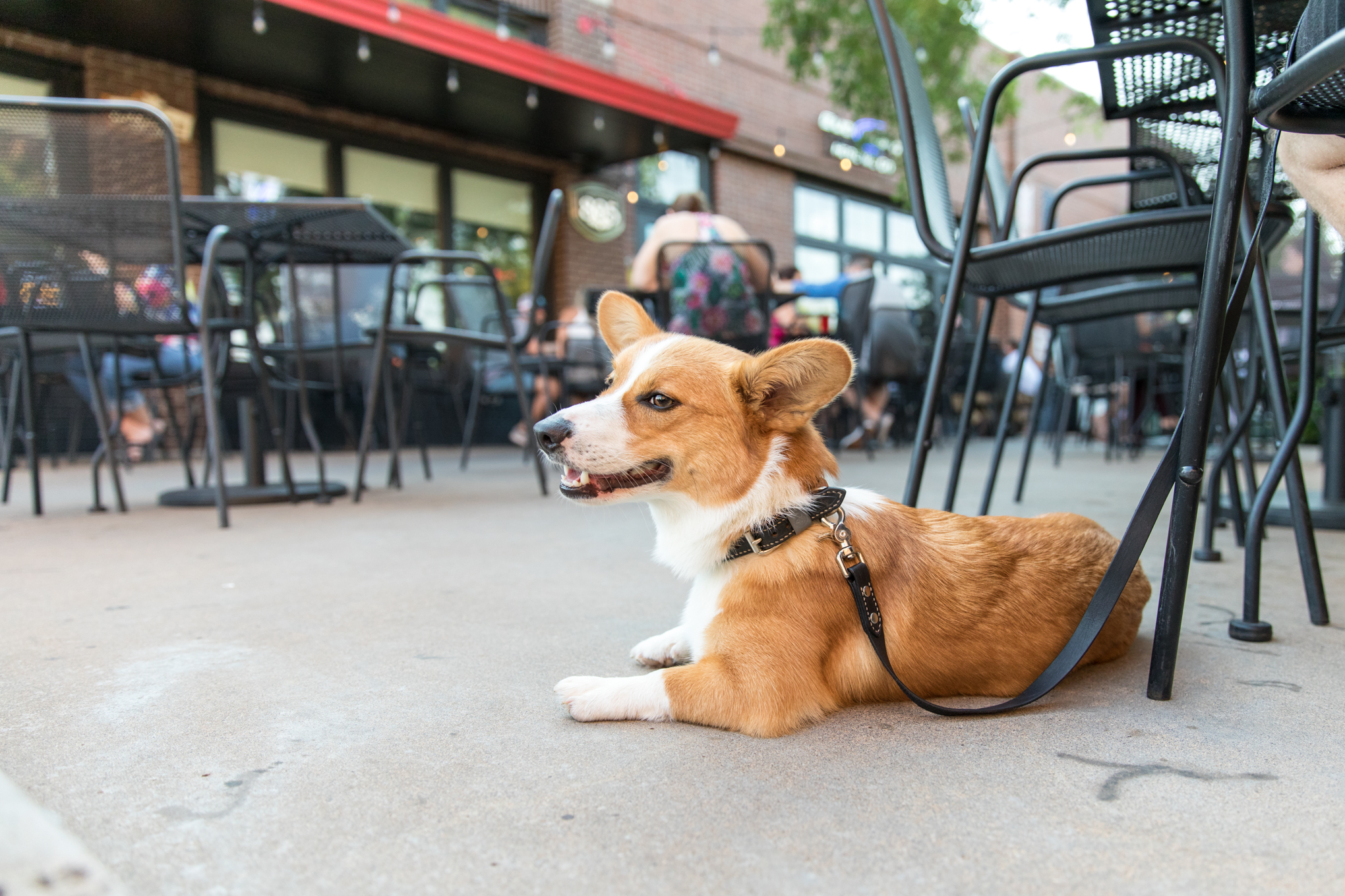 Backporch Drafthouse Wichita Falls dog friendly.jpg