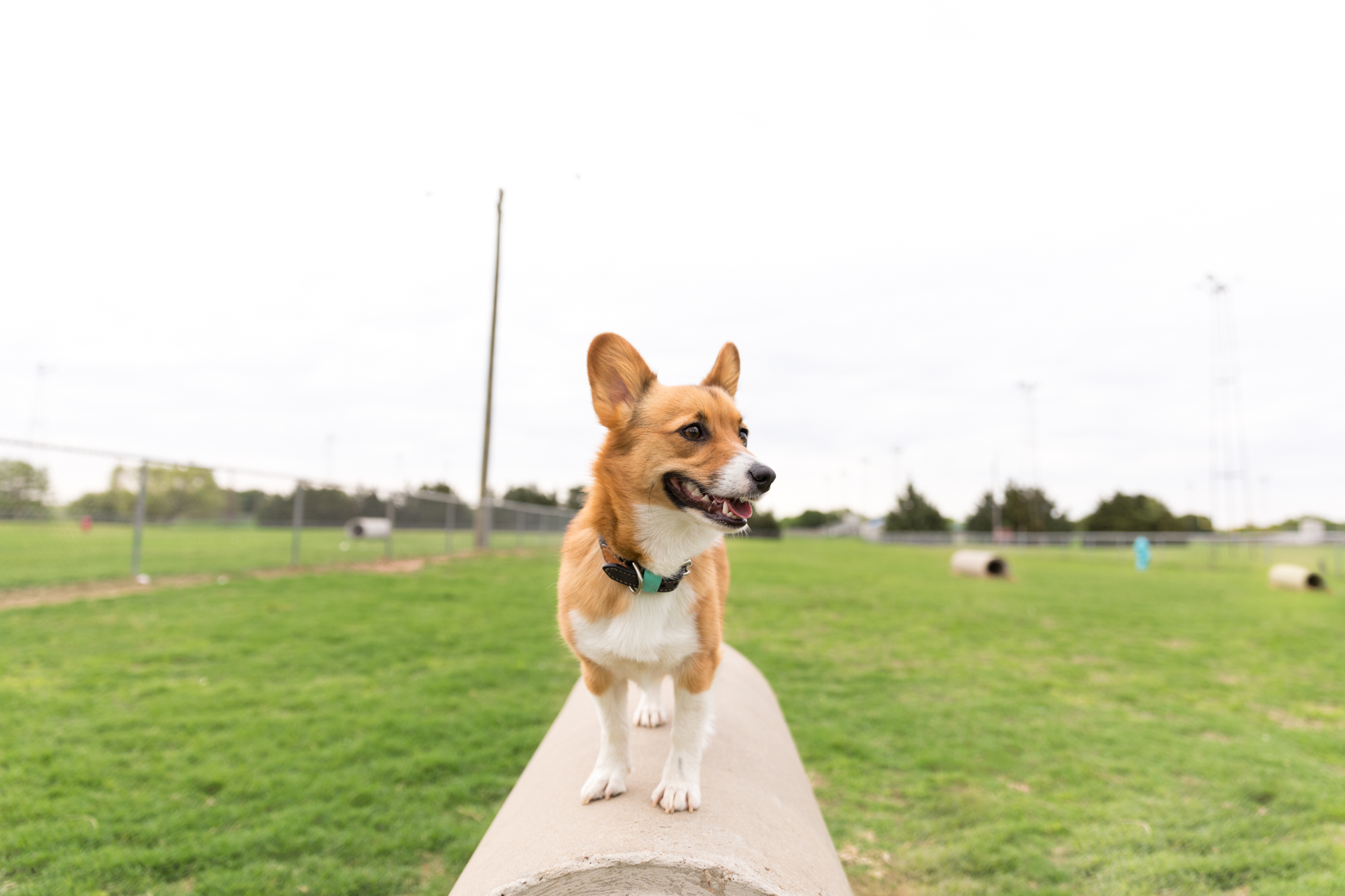 Lake Wichita Park dog friendly.jpg