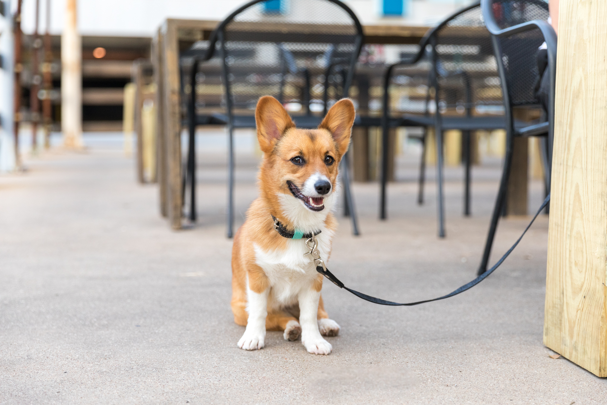 Highlander public house Wichita Falls dog friendly.jpg