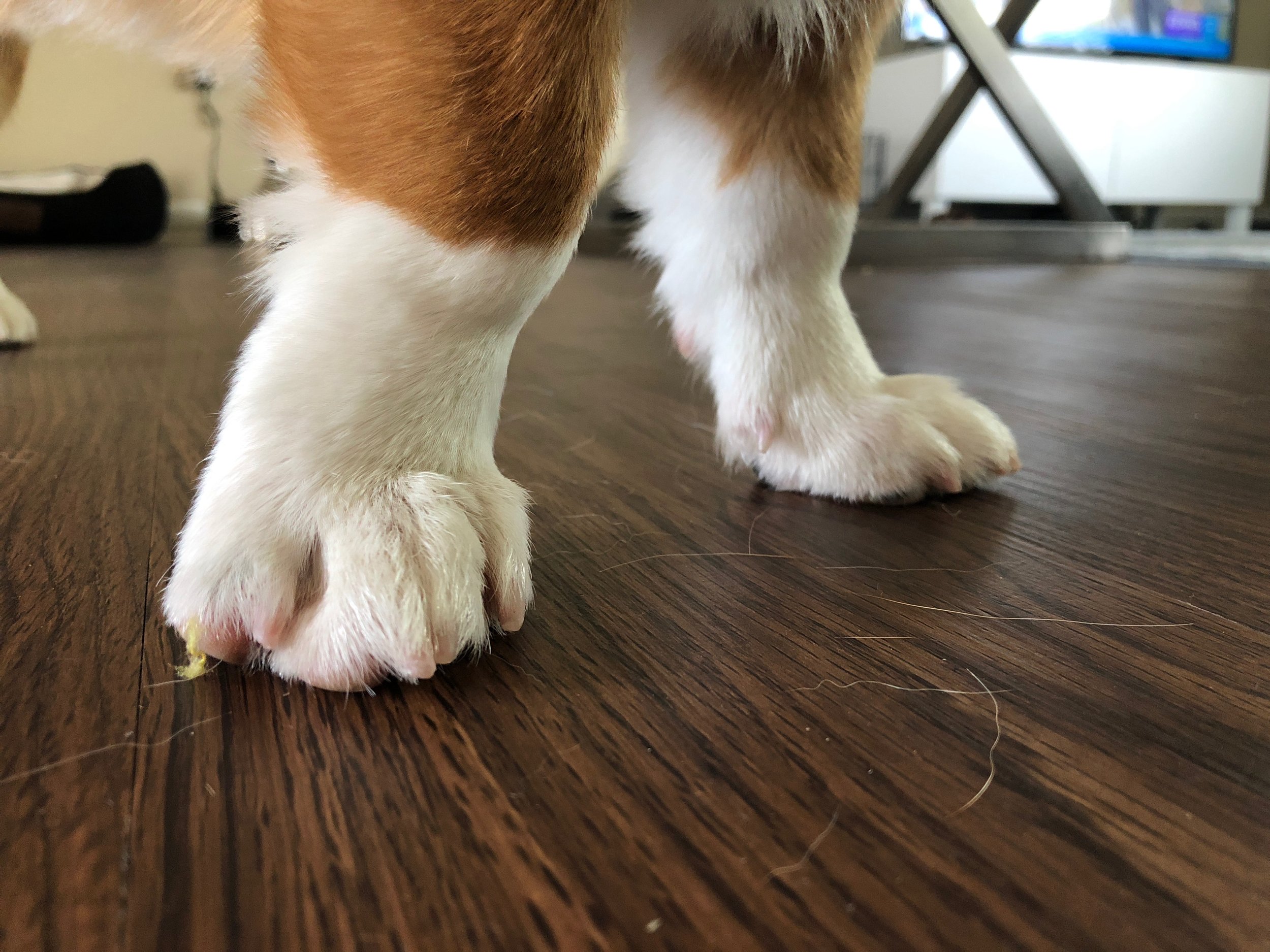 how to trim dog nails 