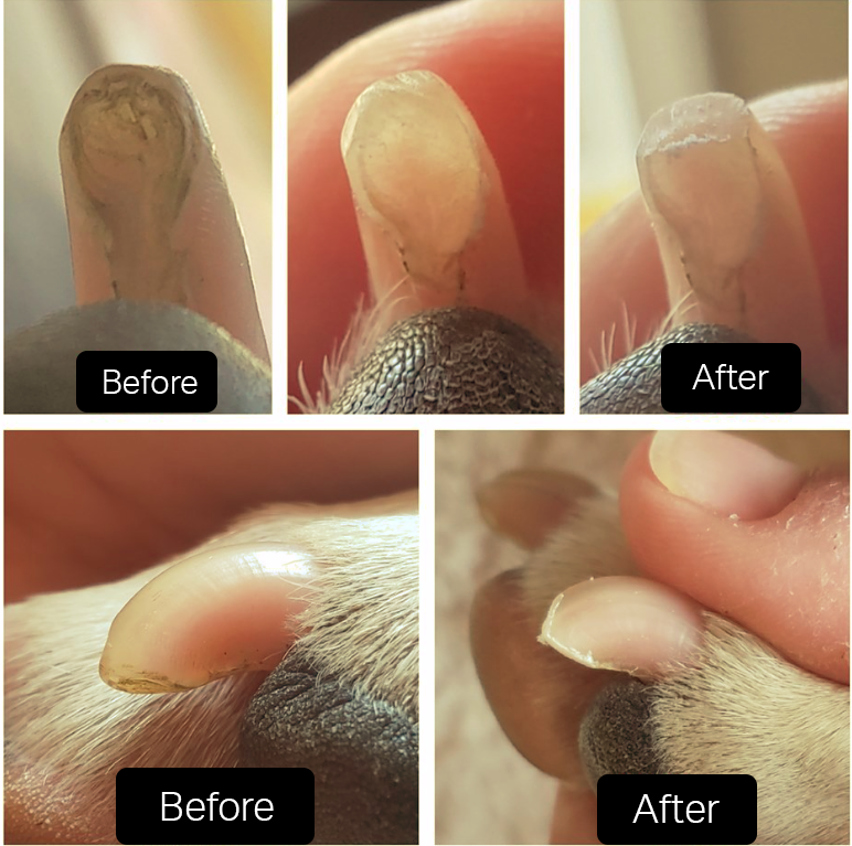 Trimming Dog Nails That Are Too Long